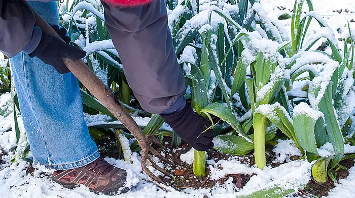 GARDENING: Early bulbs a sign of spring approach Image