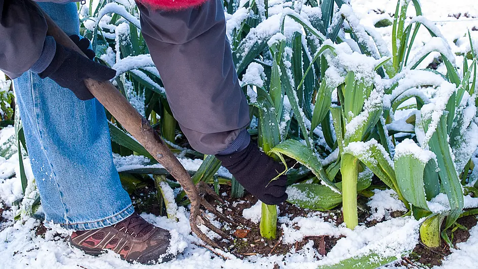 GARDENING: Early bulbs a sign of spring approach Image