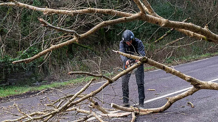 Storm Éowyn left thousands powerless for days in West Cork Image