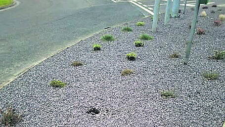 Plants in Skibbereen vandalised for a second time Image