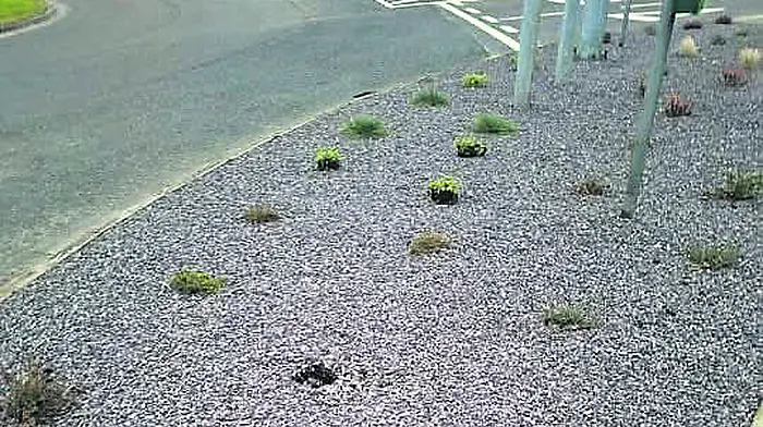 Plants in Skibbereen vandalised for a second time Image