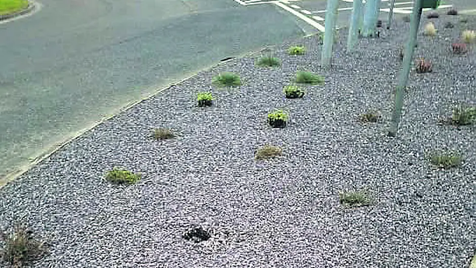 Plants in Skibbereen vandalised for a second time Image