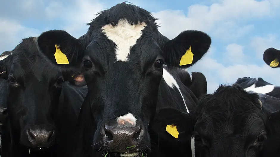 Dairygold won’t link payments to purchases Image