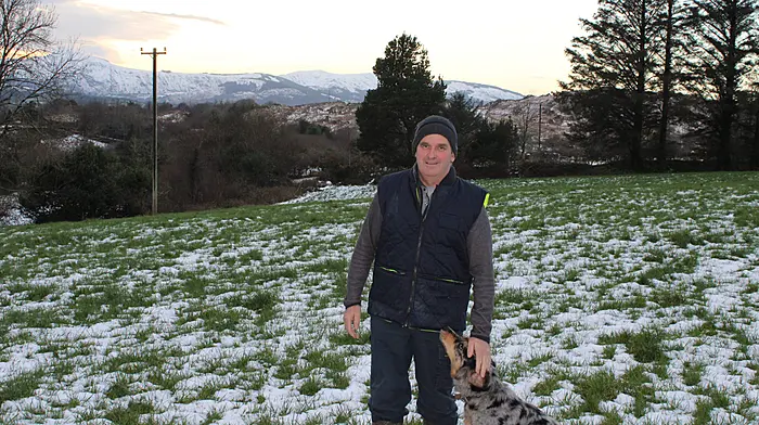 O’Donovans gearing up for calving season in Dunmanway Image