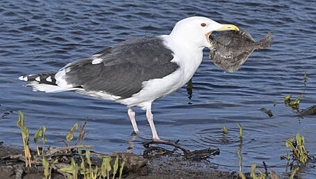 WILDLIFE: Freshwater fish vital to West Cork wildlife Image