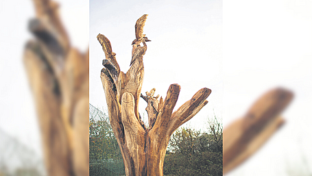 Dromclough National School's beautiful tribute to an ancient beech tree Image