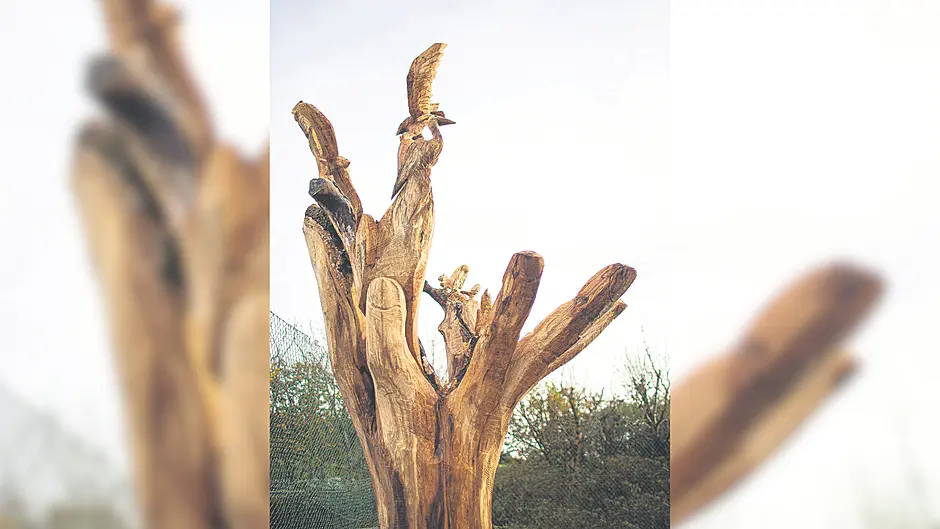 Dromclough National School's beautiful tribute to an ancient beech tree Image