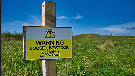 IFA call for increased dog controls to protect livestock Image