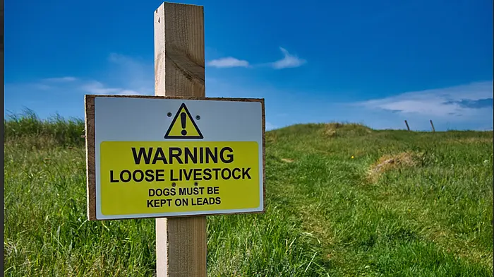 IFA call for increased dog controls to protect livestock Image