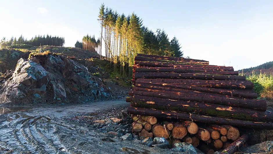 Discovery of beetles ends Scottish tree importation Image
