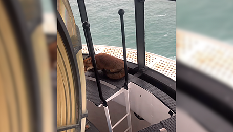 WATCH: Fantastic Mr Fox at the top of the Old Head Lighthouse in Kinsale Image