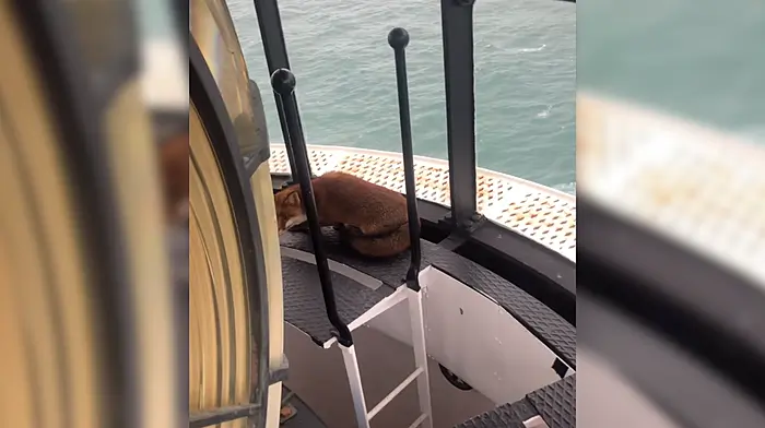 WATCH: Fantastic Mr Fox at the top of the Old Head Lighthouse in Kinsale Image