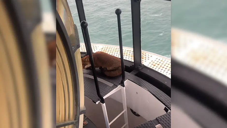 WATCH: Fantastic Mr Fox at the top of the Old Head Lighthouse in Kinsale Image