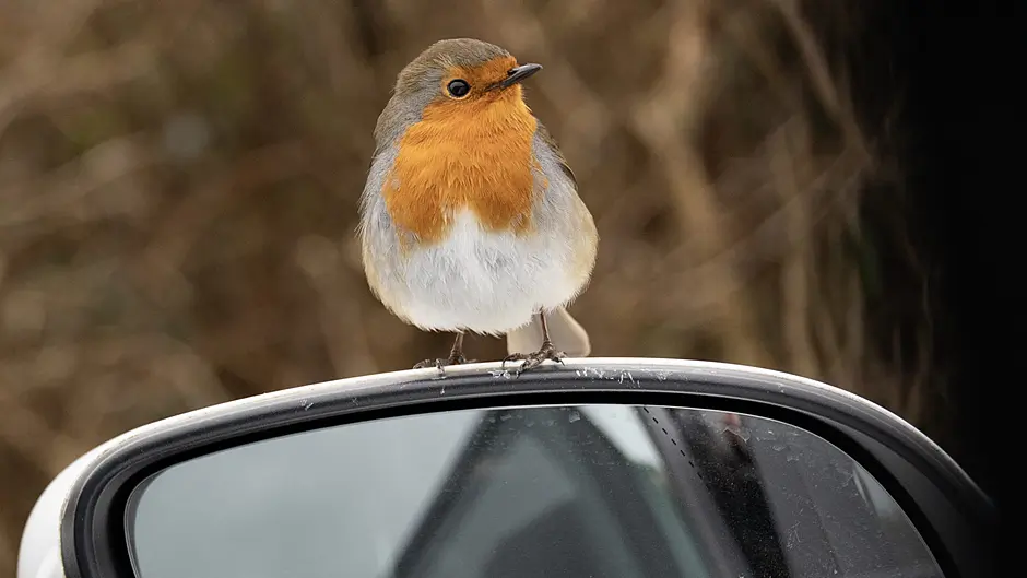 Reader’s Picture of the Week Image