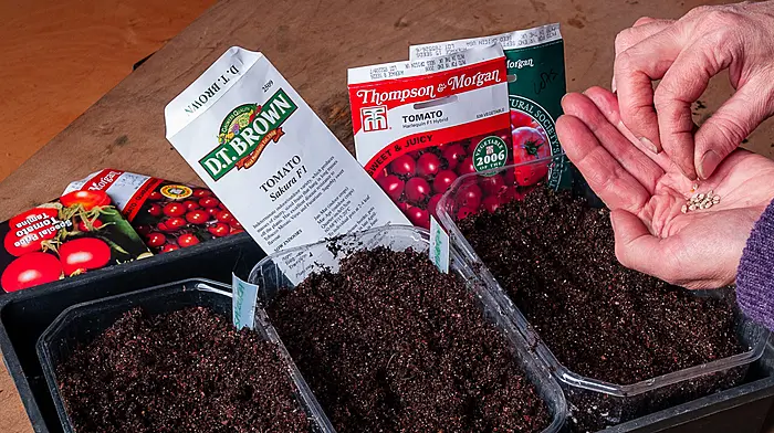 GARDENING: Prepare the garden for March planting Image