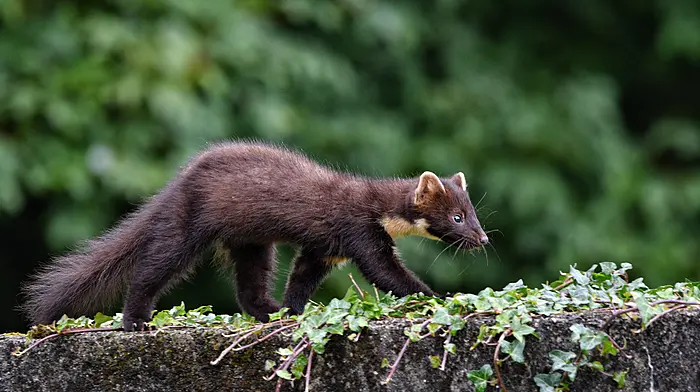 WILDLIFE: Getting to know Ireland’s most elusive mammals Image