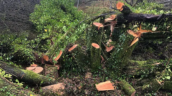 Garda probe after claims that trees were illegally cut down Image