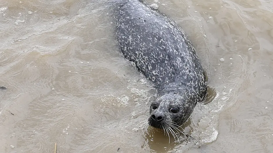 Stricken seal was ‘taking a rest’ in Courtmacsherry Image
