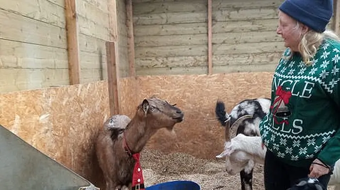 Wet winter means hard times for Beara animal sanctuary Image