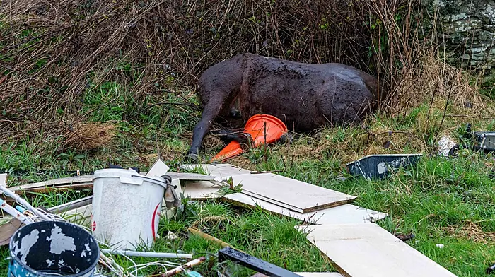 Gardaí investigate discovery of dead horse in Clonakilty field Image
