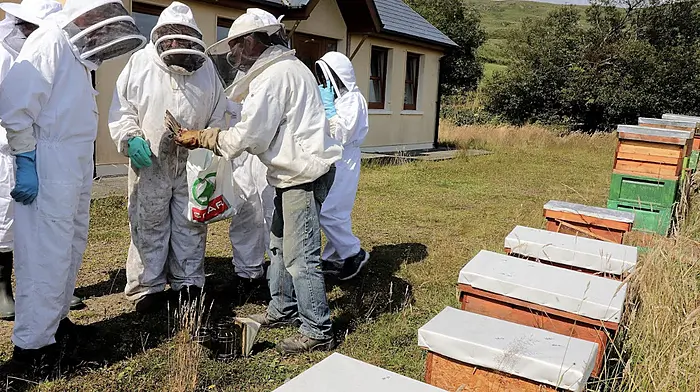 Dunmanway is all abuzz for annual beekeeping event Image
