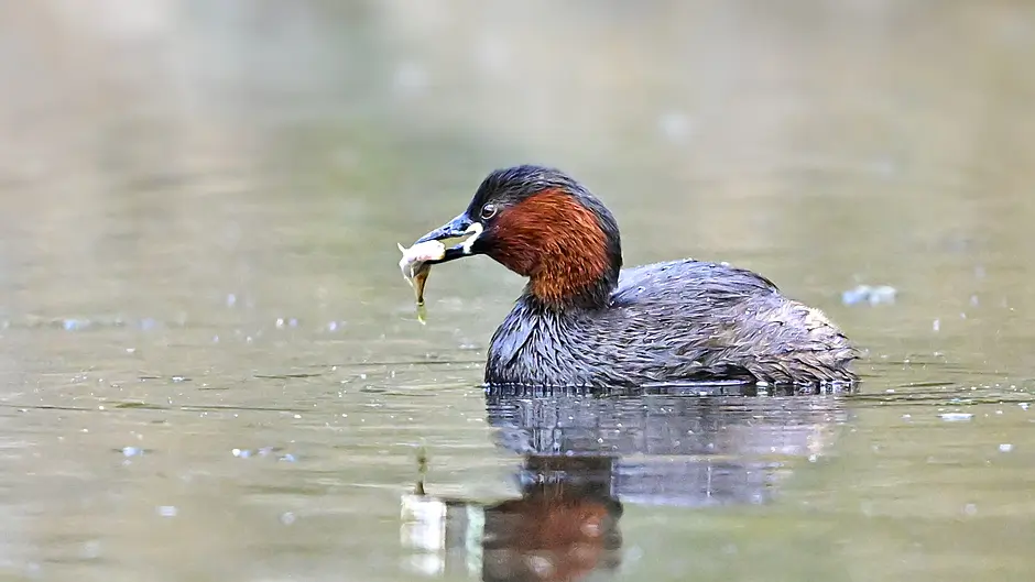WILDLIFE: Nature’s bounty in Cork county Image