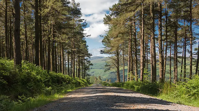 NPWS has 100-year strategy for Glengarriff woodlands Image