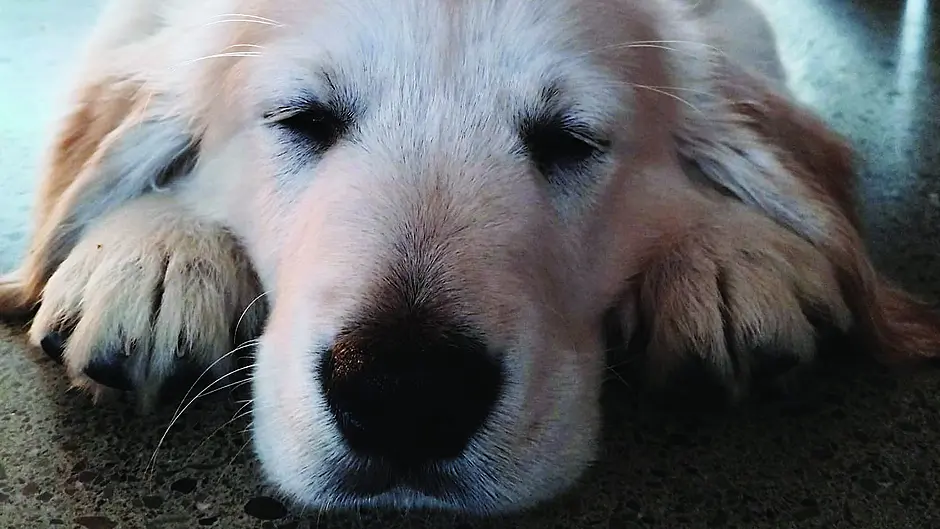 Woman on the verge: Communion prep clashes with our puppy training Image