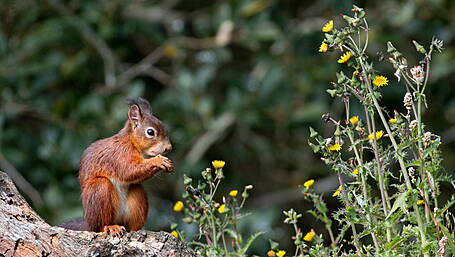 CUTTING DOWN CANCER: Squirrels get cancer too Image