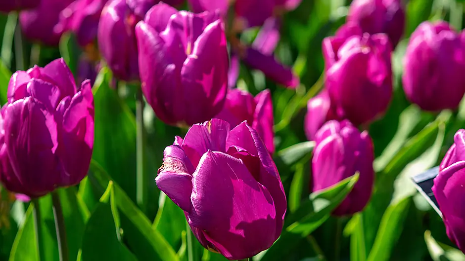 GARDENING: Gardens are finally wide awake Image
