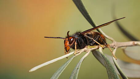 Measures to stop Asian hornet nests Image