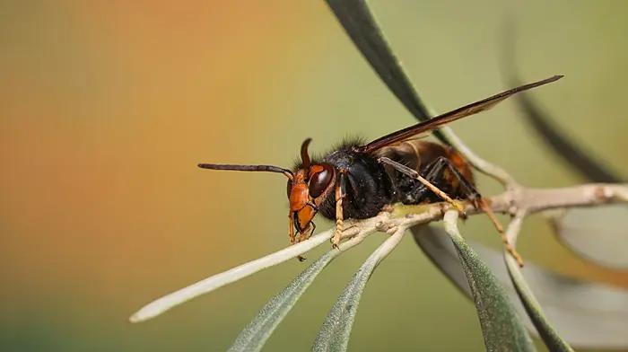 Measures to stop Asian hornet nests Image
