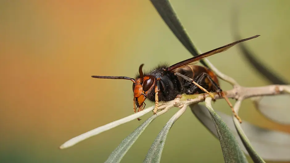 Measures to stop Asian hornet nests Image