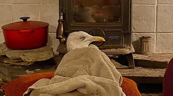 Teachers’ TLC for a stricken seagull they name James Image