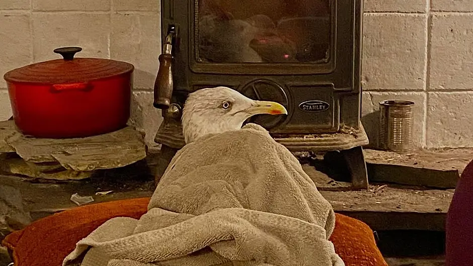 Teachers’ TLC for a stricken seagull they name James Image