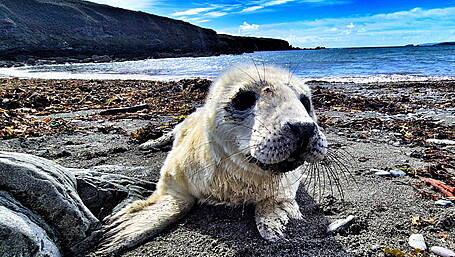 Reader’s Picture of the Week Image