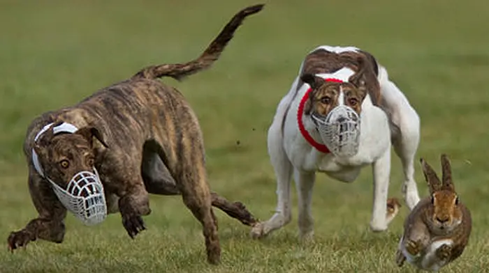 One hare euthanised in West Cork coursing Image