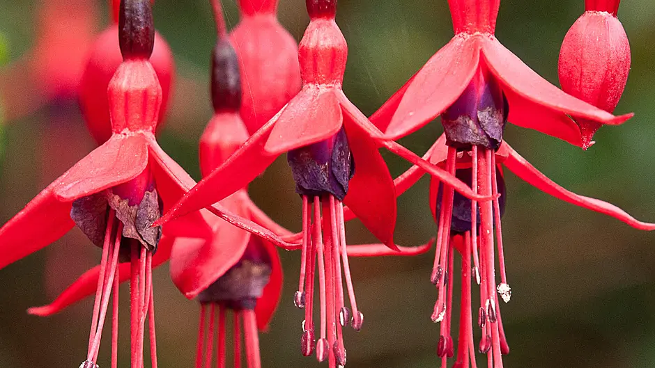 GARDENING: Never fail to marvel at what nature gives us Image