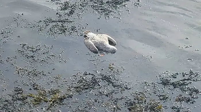 Avoid contact with dead birds due to avian flu fears Image
