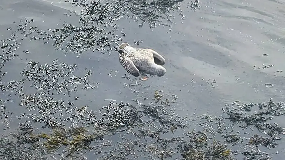 Avoid contact with dead birds due to avian flu fears Image