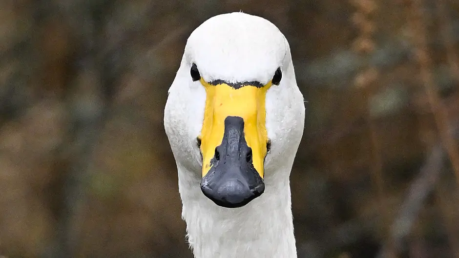 WILDLIFE: Busted: Irish Wildlife Myths and Misconceptions Image