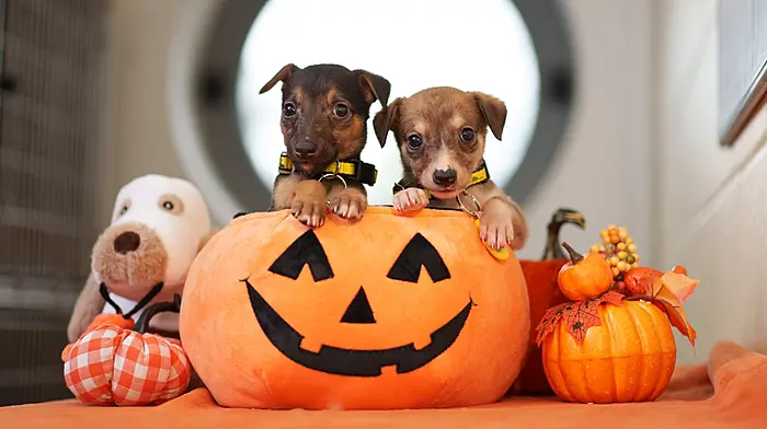 Dogs Trust Halloween Survey Reveals More Than Half of Dogs Experience Firework Fear Image