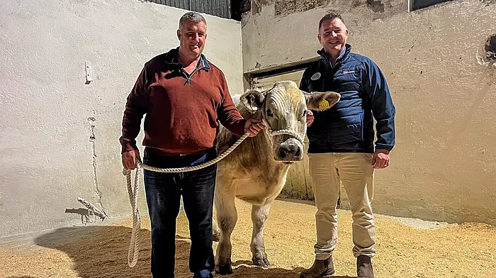 Charolais bullock to be auctioned for Féile Image