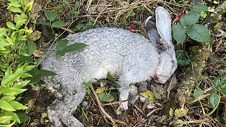 Enquiries into dead rabbit, as injured animals found on West Cork beaches Image