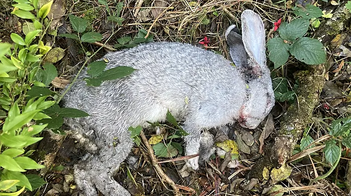 Enquiries into dead rabbit, as injured animals found on West Cork beaches Image