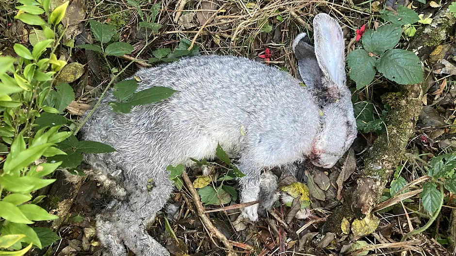Enquiries into dead rabbit, as injured animals found on West Cork beaches Image