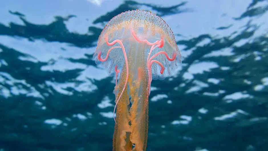 More jellyfish in Lough Hyne Image