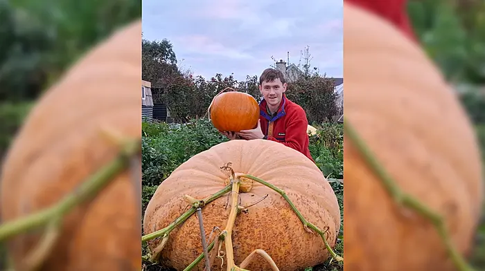 Care and attention: Harry gives his advice on 220kg pumpkin Image