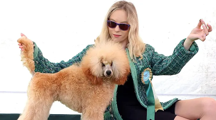 Paw-some: Poodle Yara makes the cut for Crufts show in 2026 Image