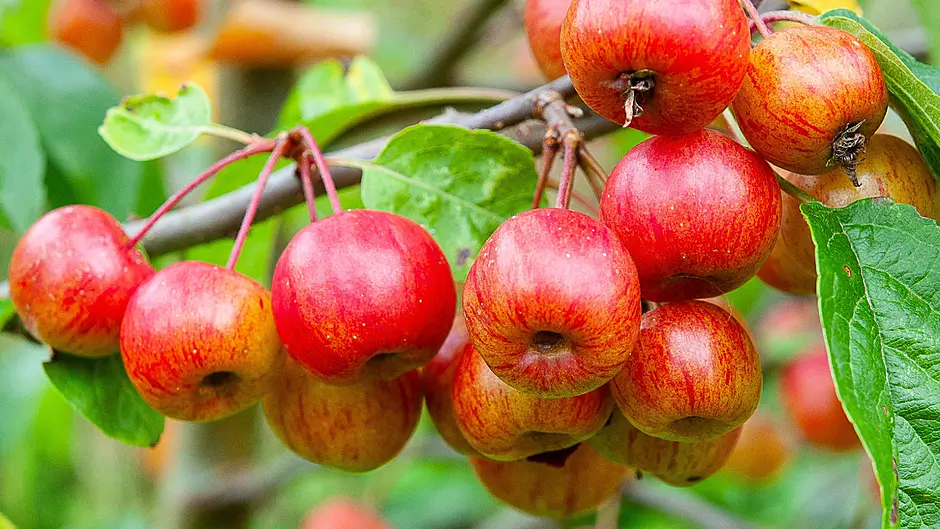 GARDENING: Crab apples and kale for autumn Image